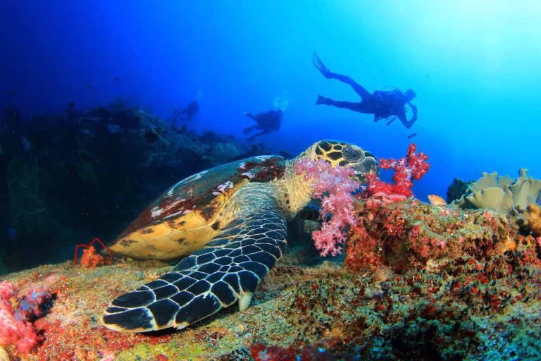 Marmaris: Scuba Diving with Lunch and Russian-Speaking Instructor